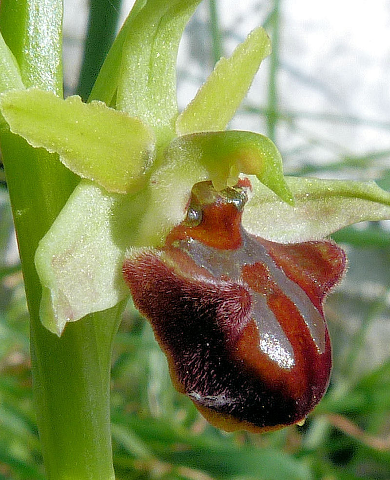 Orchidea fior ragno